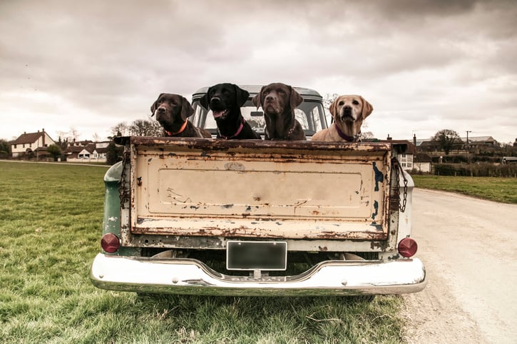 Four dogs in the back of an old truck.