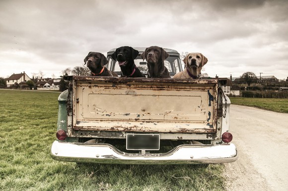 Four dogs in the back of an old truck.