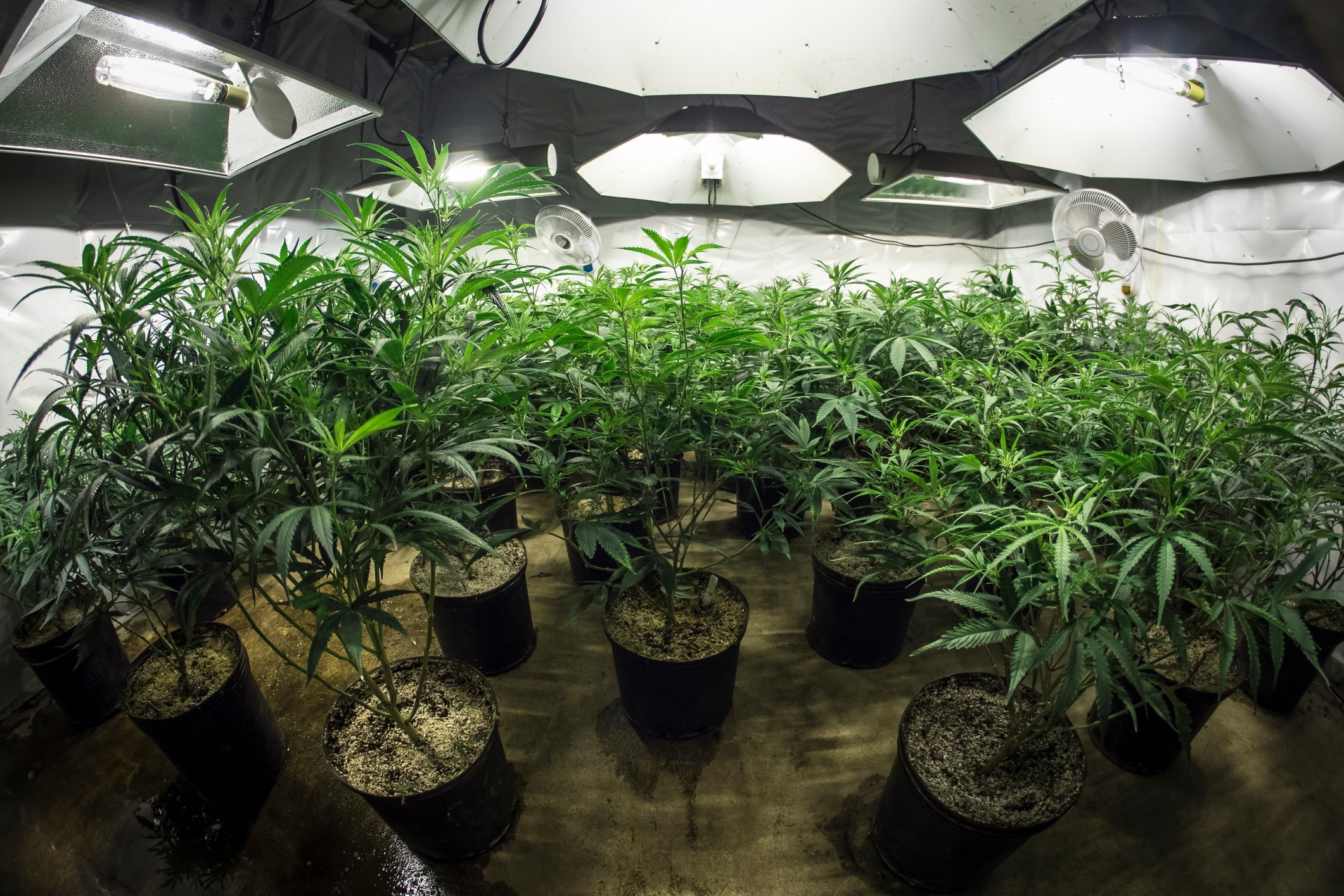 Marijuana plants in a marijuana grow room.