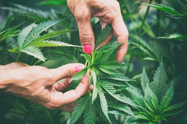 Two hands working a marijuana plant