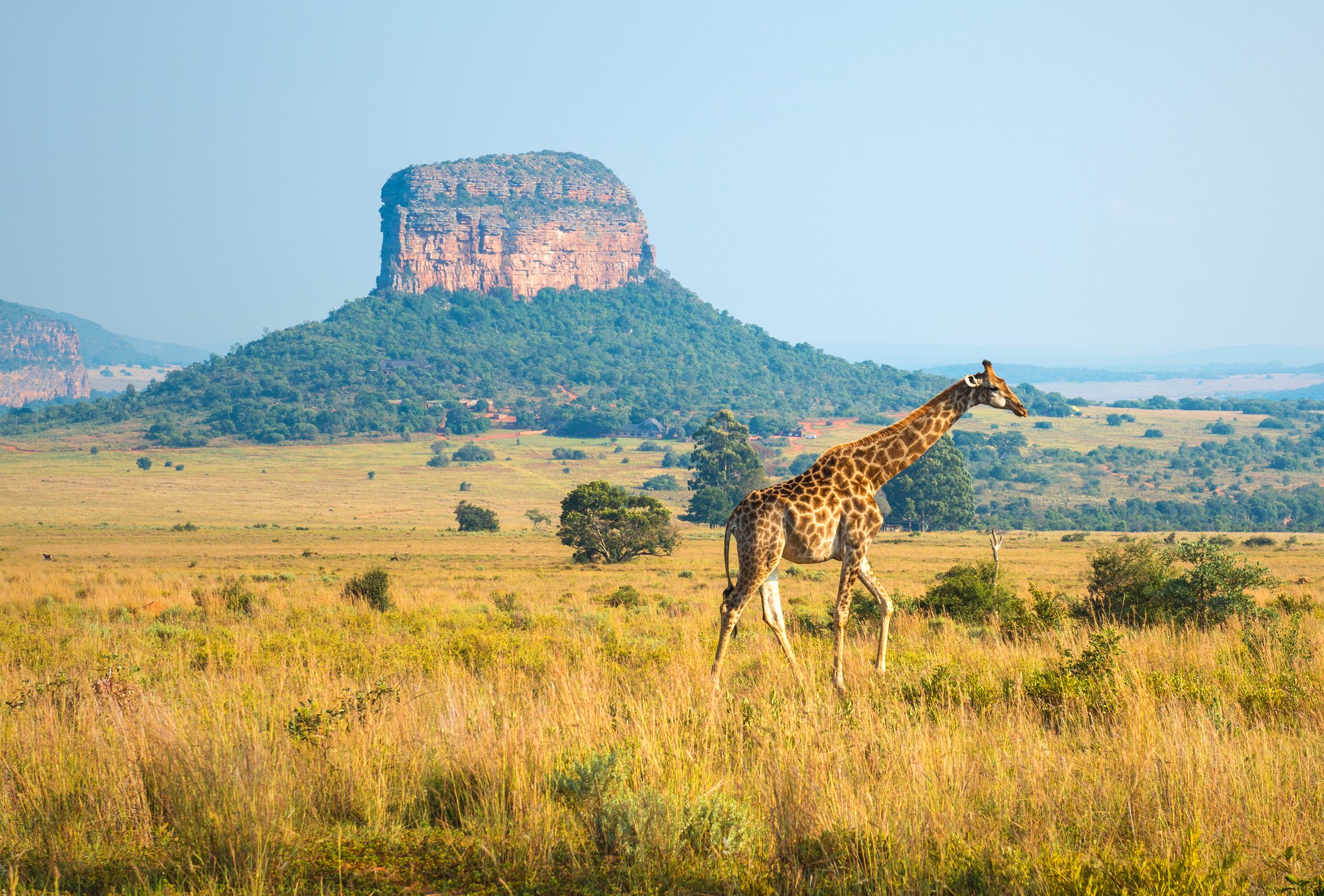 A giraffe walking in the african savannah of Entabeni Safari Wildlife Reserve with a butte geological rock formation in the background, Limpopo Province, South Africa.