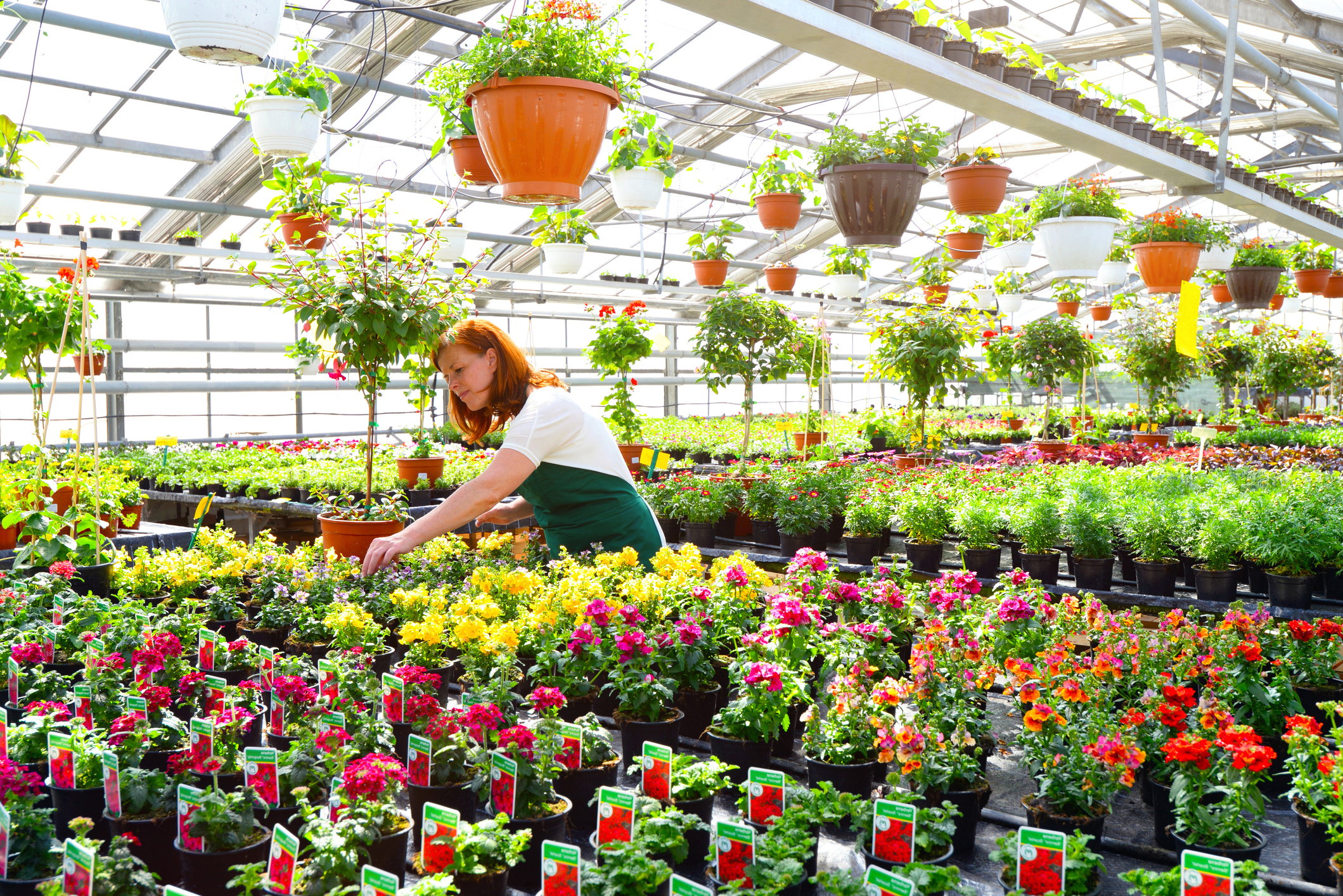 Woman Working in a Greenhouse