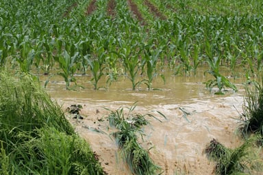 Flooded cornfield