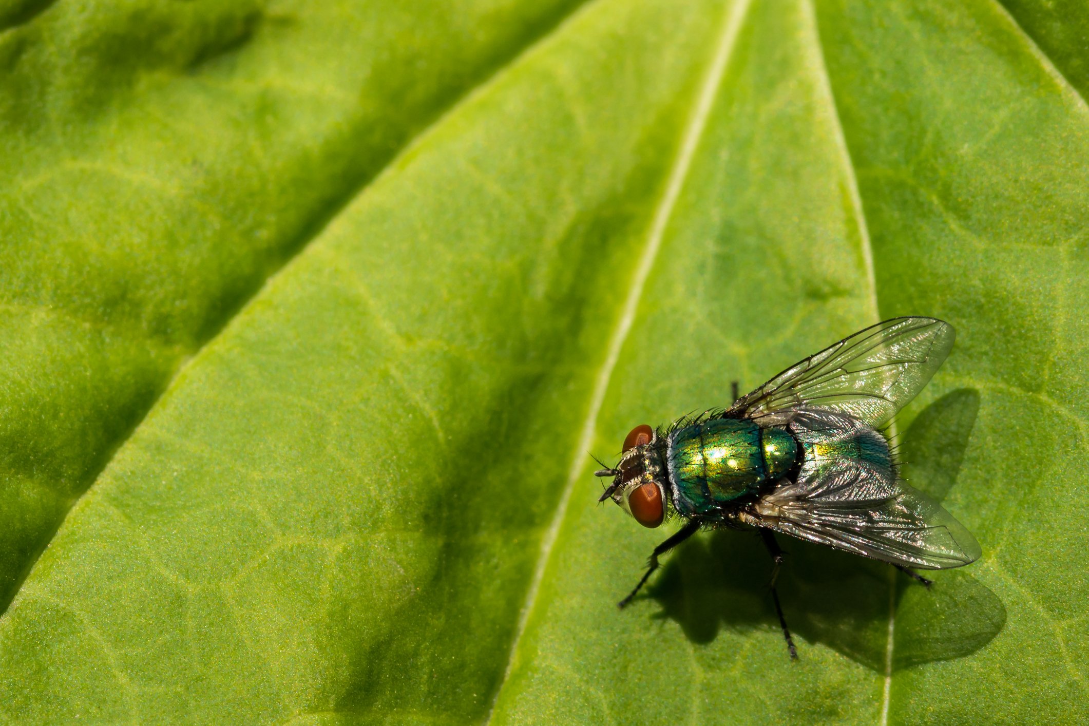 Fly on a leaf