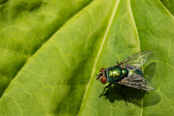 Fly on a leaf
