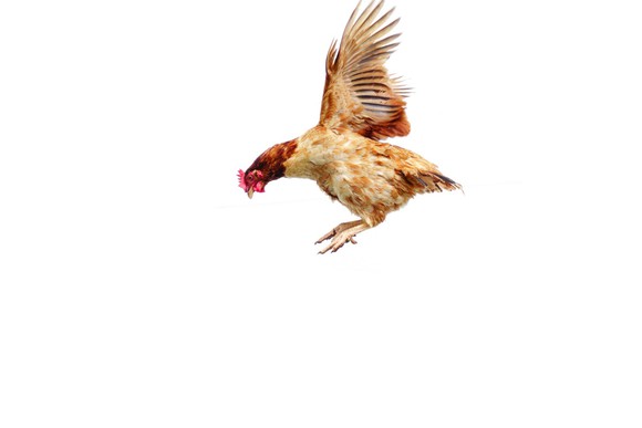 A chicken flapping its wings.