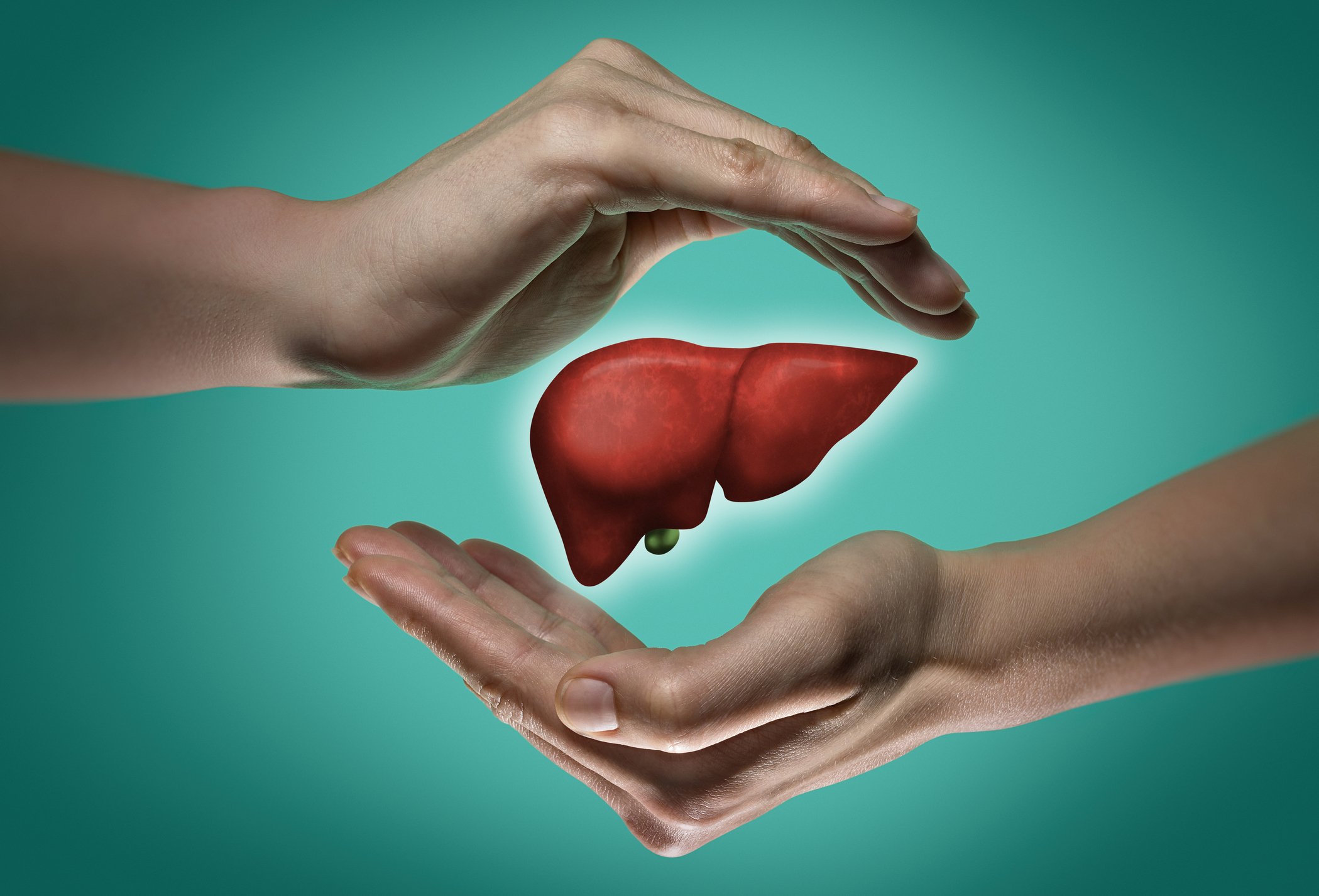 Two hands appearing to cup the top and bottom portion of a human liver.