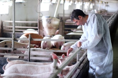 pig farm vet