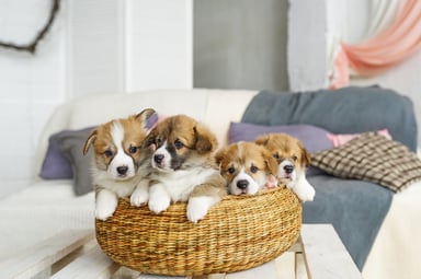 429 puppies basket
