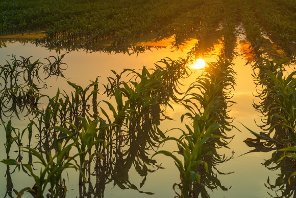 Sun reflected in a flooded cornfield