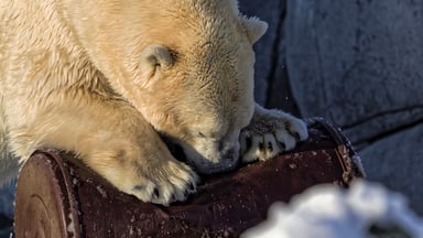 Getty Polar Bear Gnawing Oil Barrel