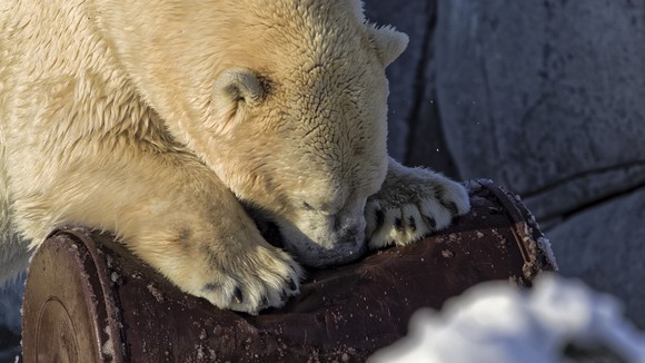 A polar bear gnaws at a rusty metal barrel