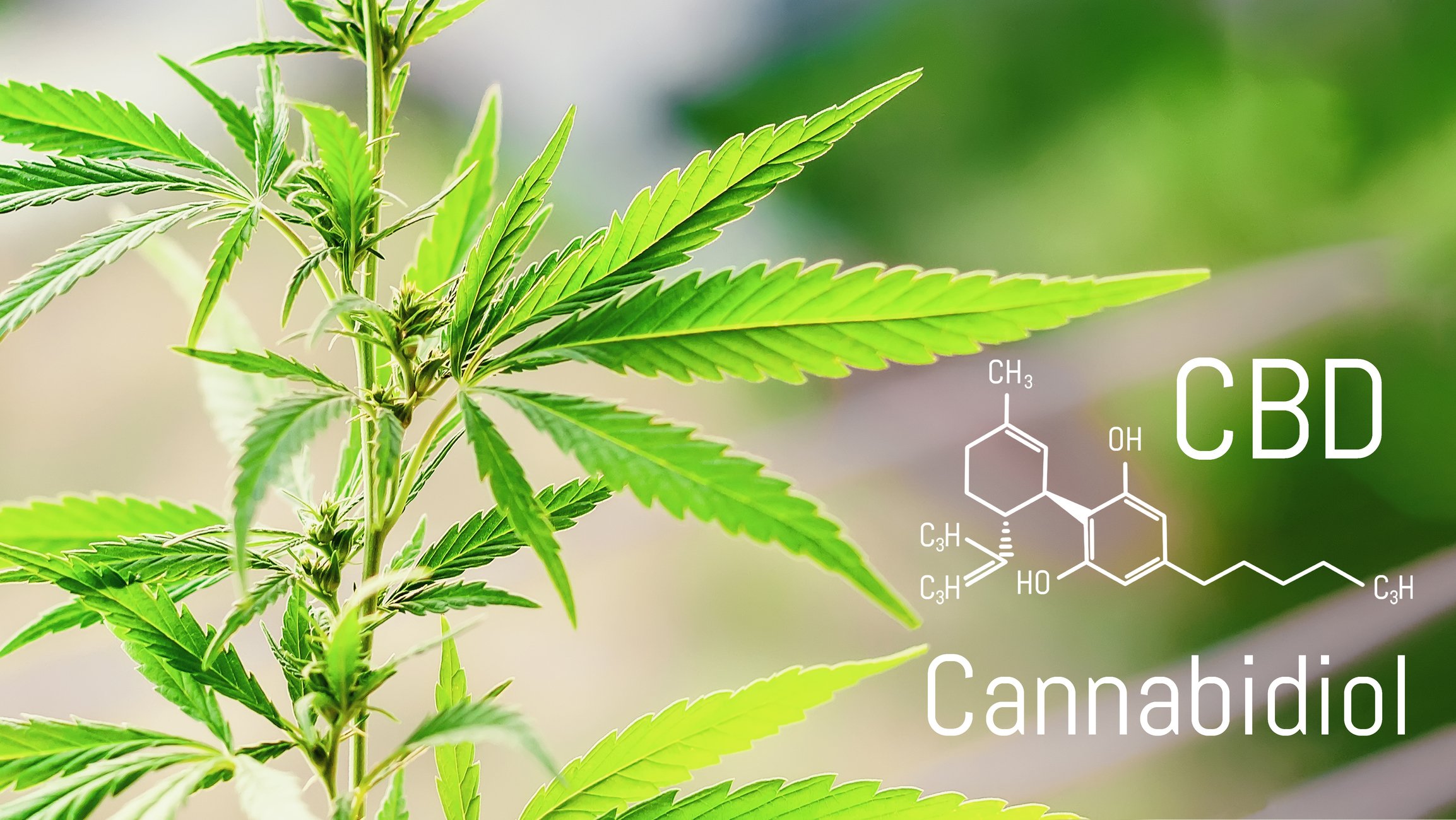 Cannabis plant with CBD chemical structure