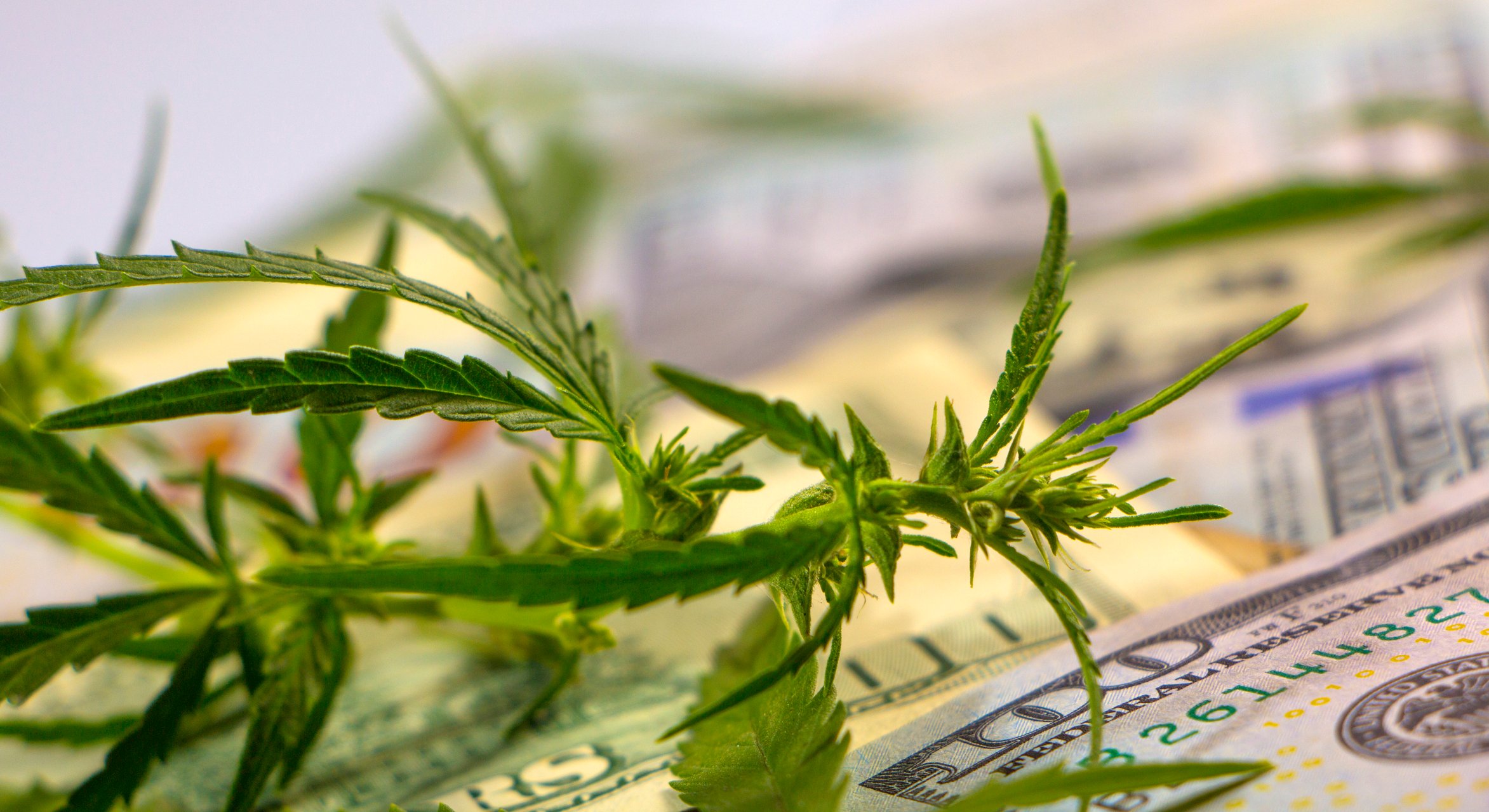 Cannabis plant with $100 bills in background