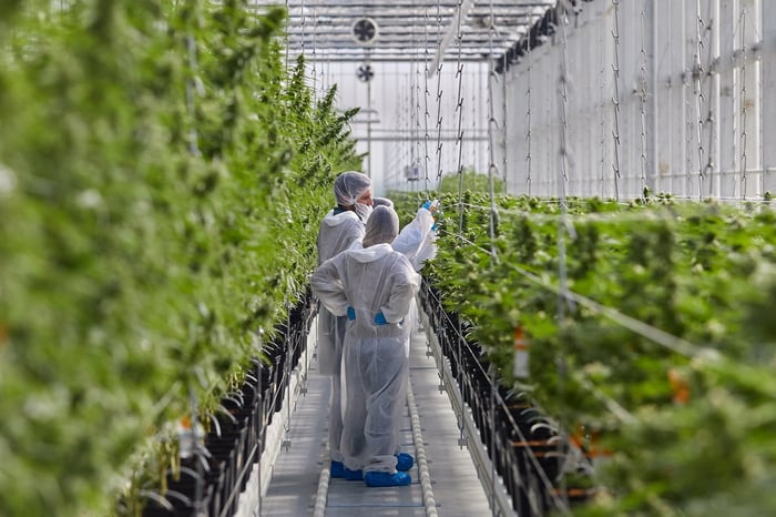 Two people in protective suits in a greenhouse with cannabis plants growing around them.