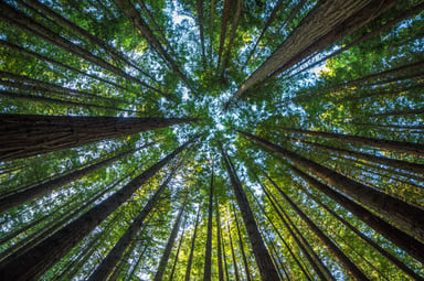 Big growth - tall trees