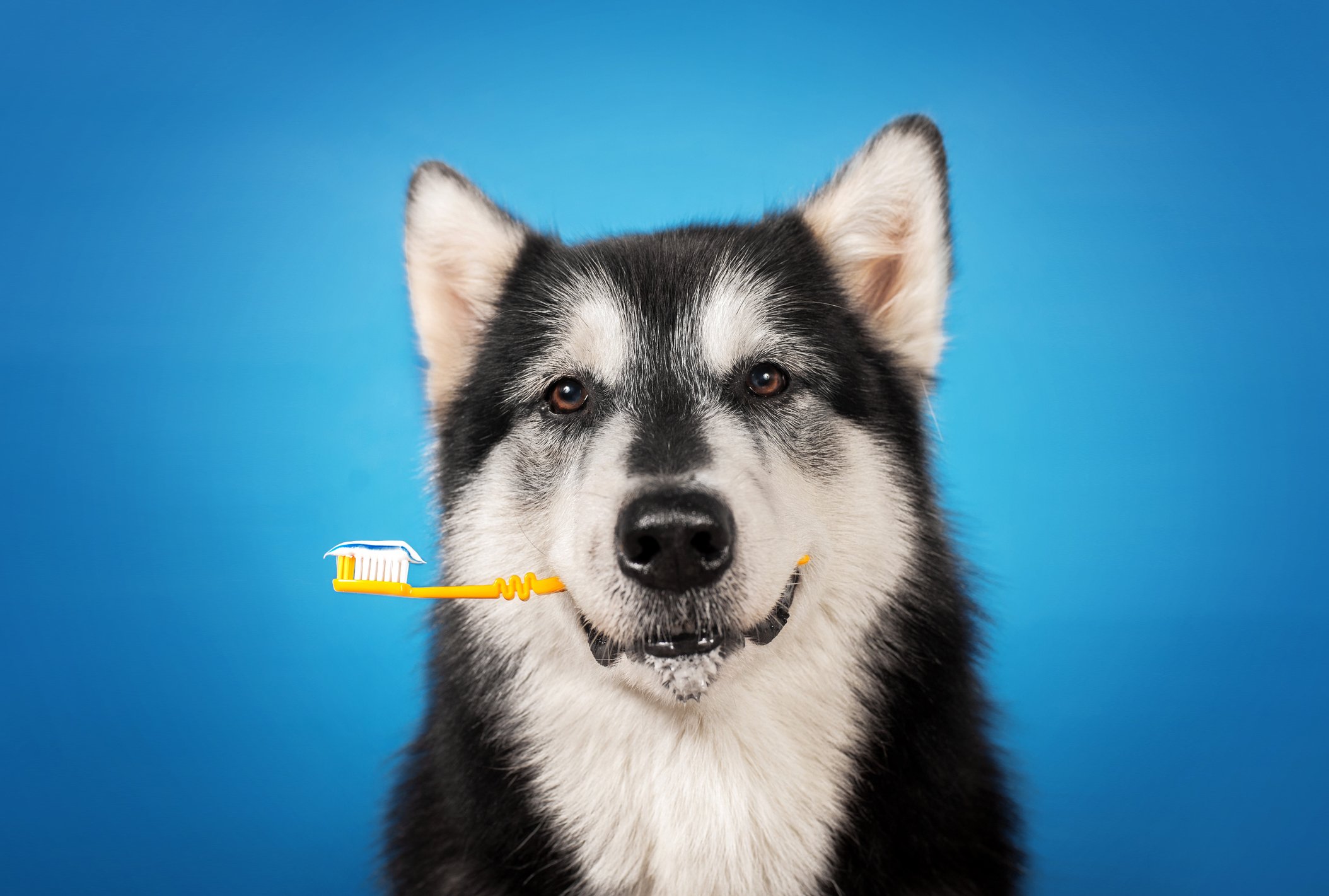 Dog holding a toothbrush in its mouth