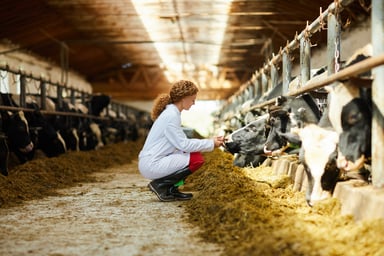 animal health cows medicine getty