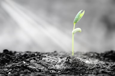 A plant emerges out of the ground.