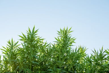 cannabis