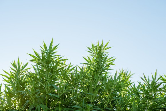 Cannabis plants growing outdoors.