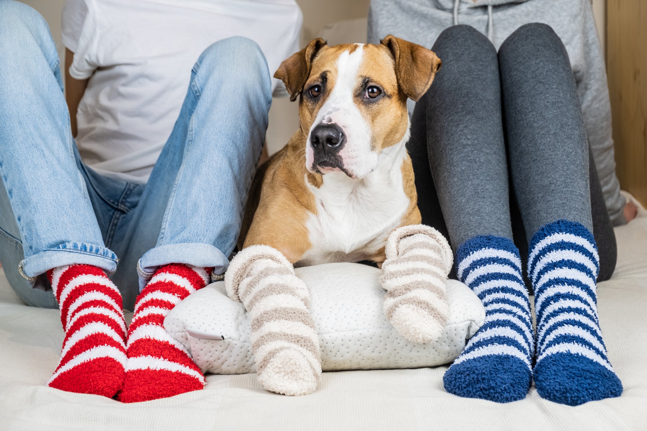 A dog sitting between a man and women, all three wearing woolen socks on their feet (paws)