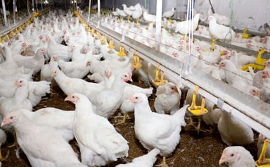 425 broiler chickens