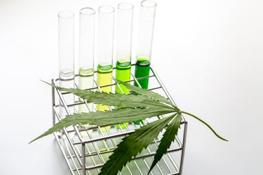 Cannabis leaf with test tubes