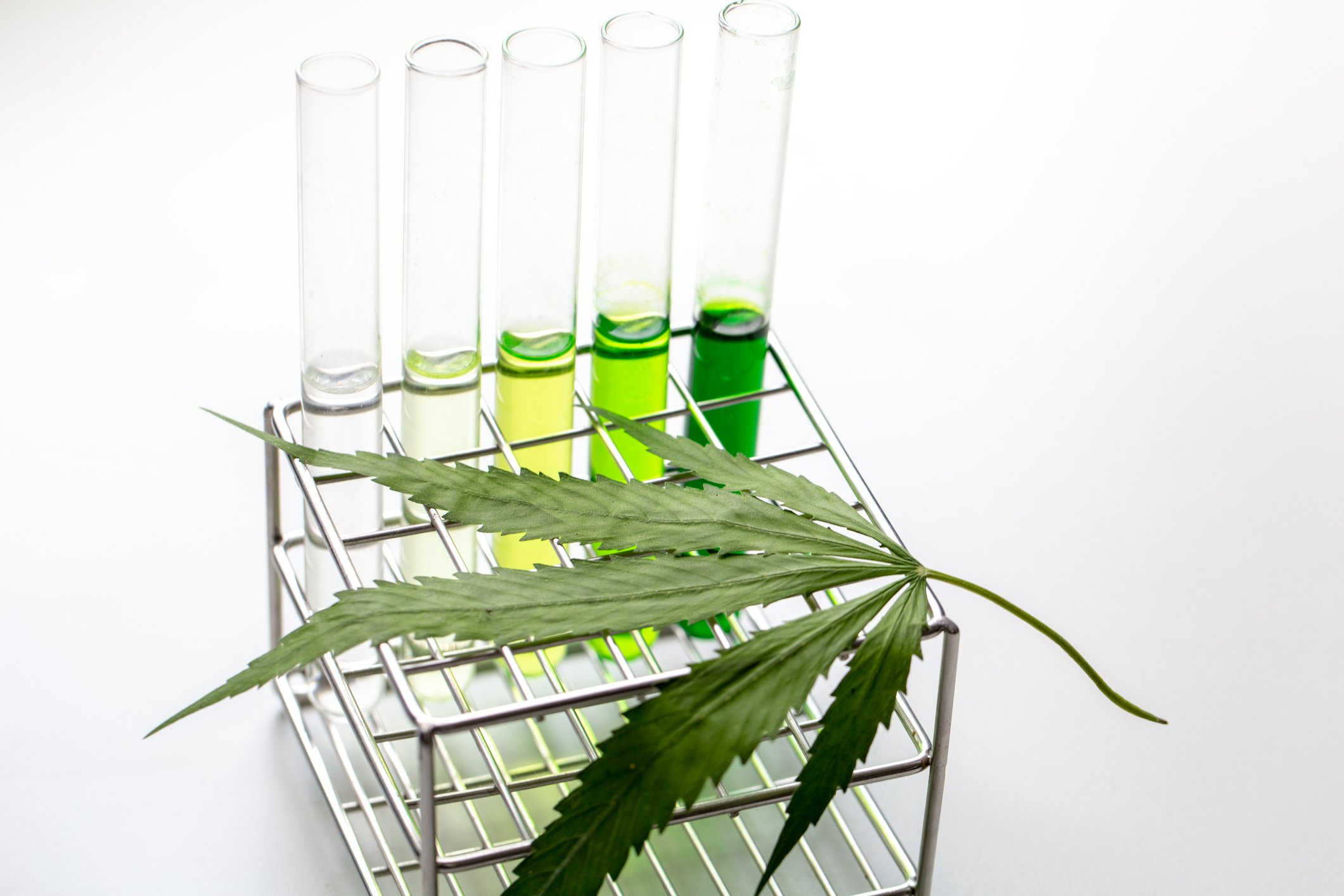 Five test tubes in a rack with a cannabis leaf on top of the rack.