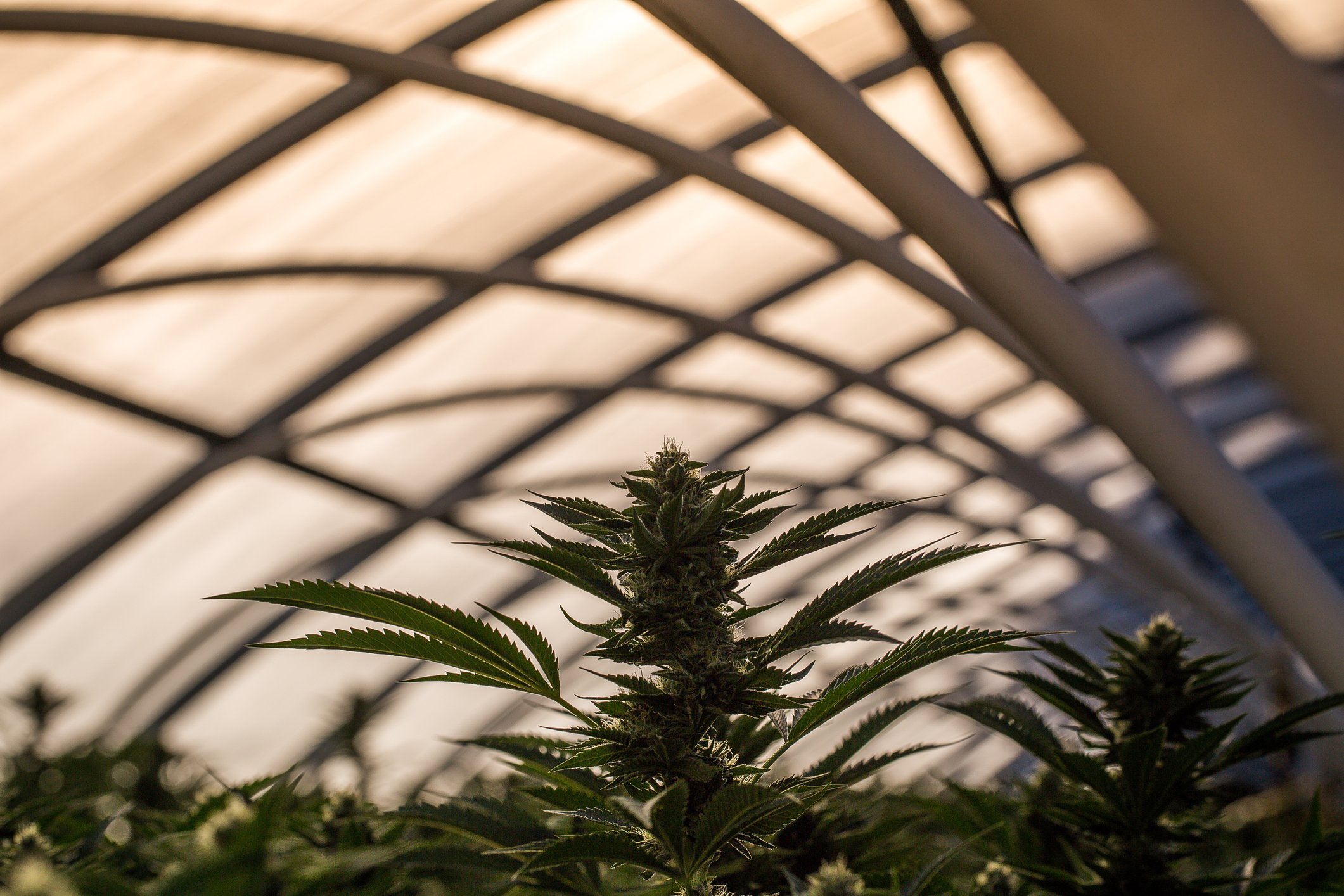 Cannabis plants in a greenhouse.