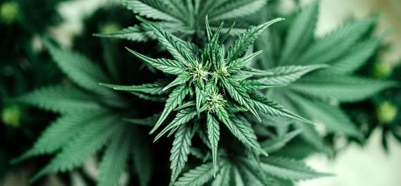 The top view of a flowering cannabis plant.