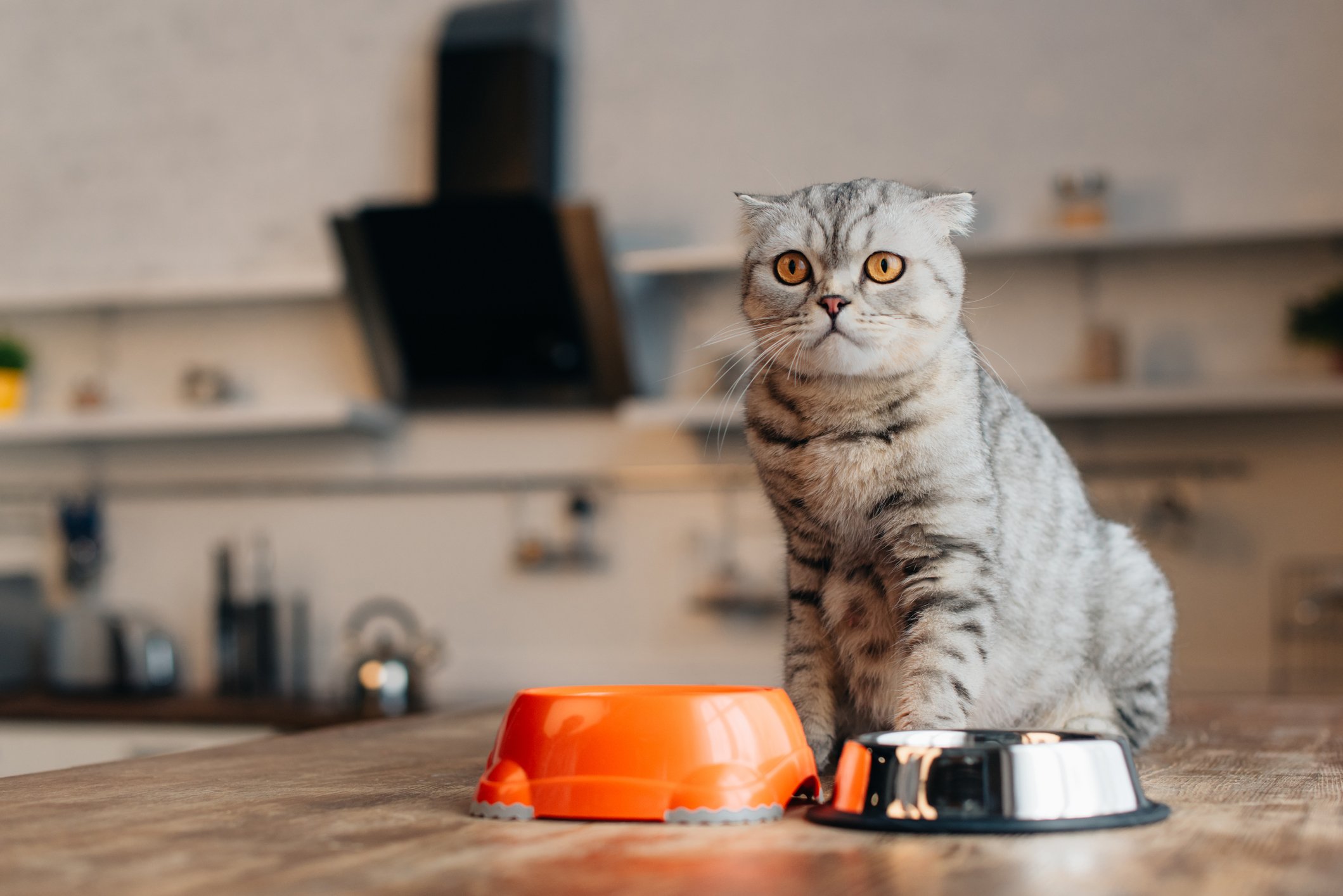 A house cat appears to be impatient as it perches on a kitchen table and waits for food in its bowl.