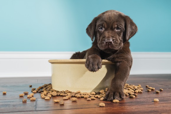 Puppy sitting in food bowl with dry food spread all around.
