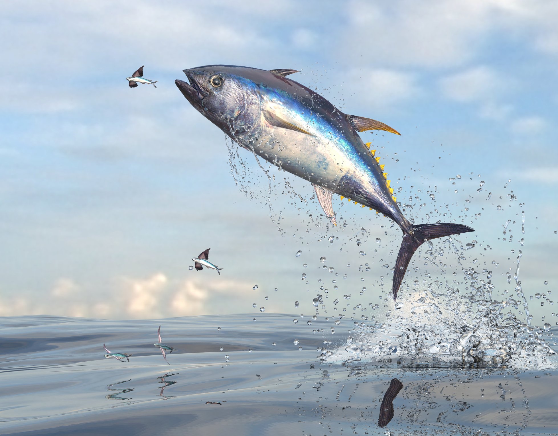 Flying fish