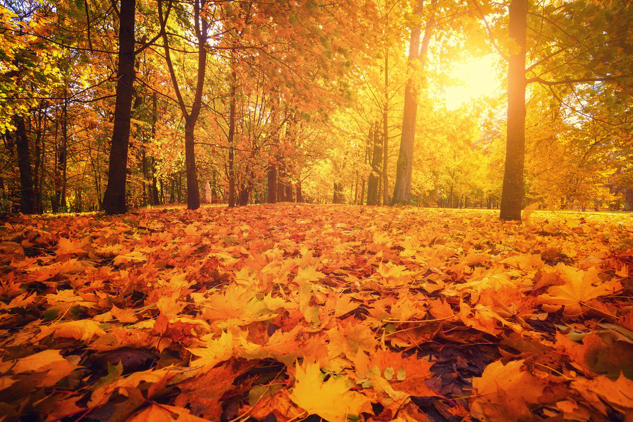 Orange leaves cover a tree-lined road in fall. 