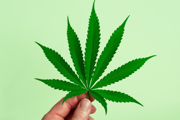 Fingers holding cannabis leaf against a light green background