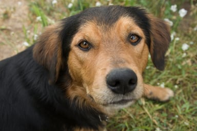 Dog looking at camera