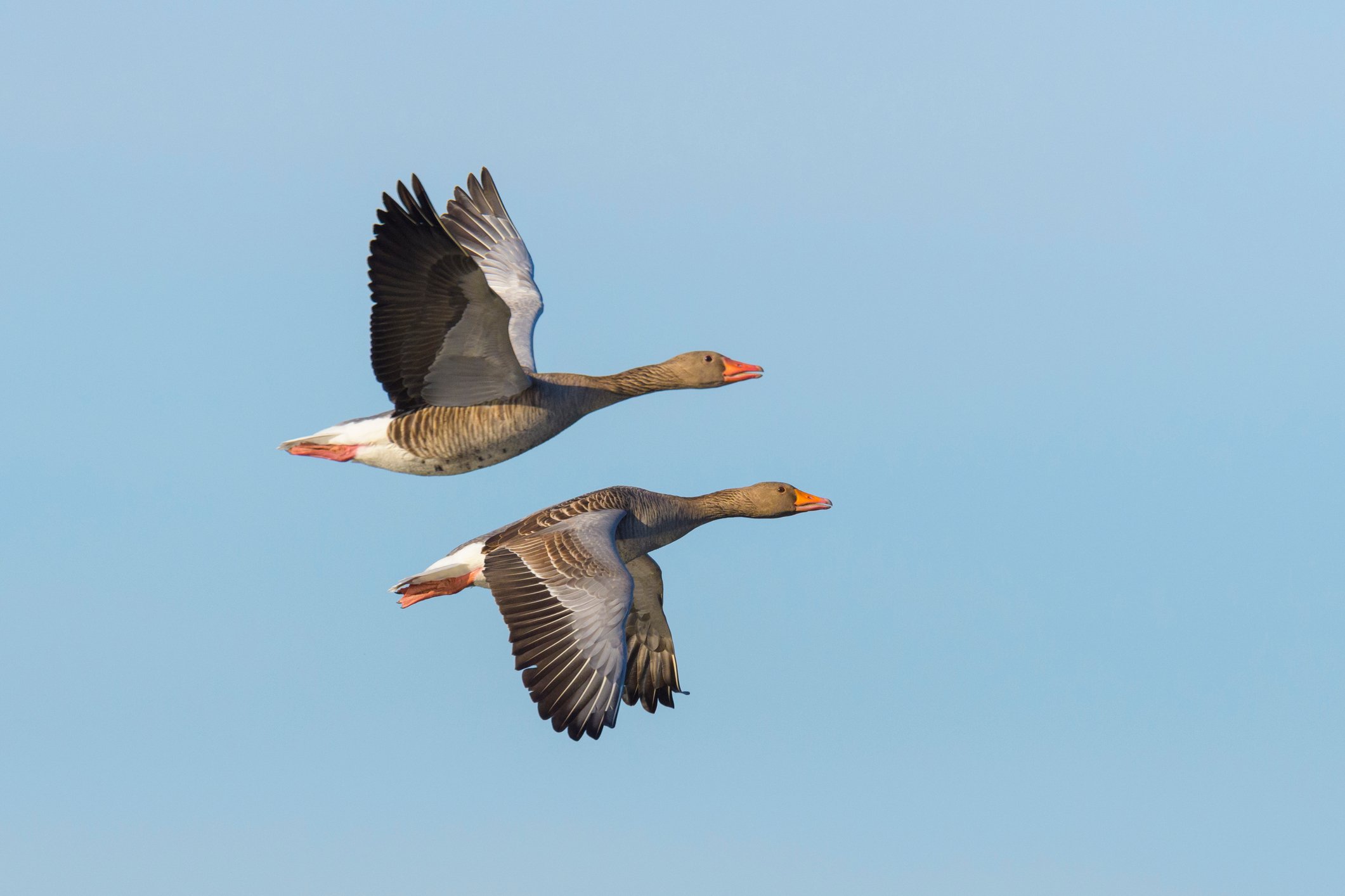 Two geese in mid-flight