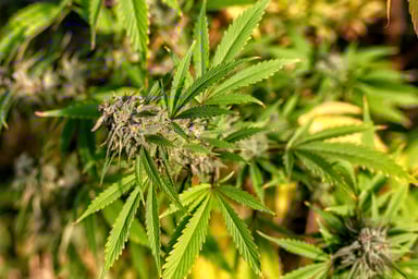 marijuana plant getty