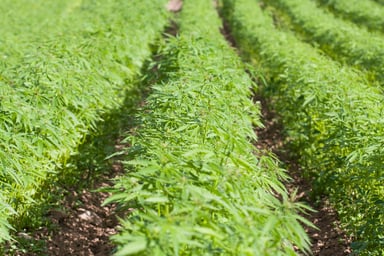 Cannabis rows in field