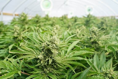 Marijuana Facility
