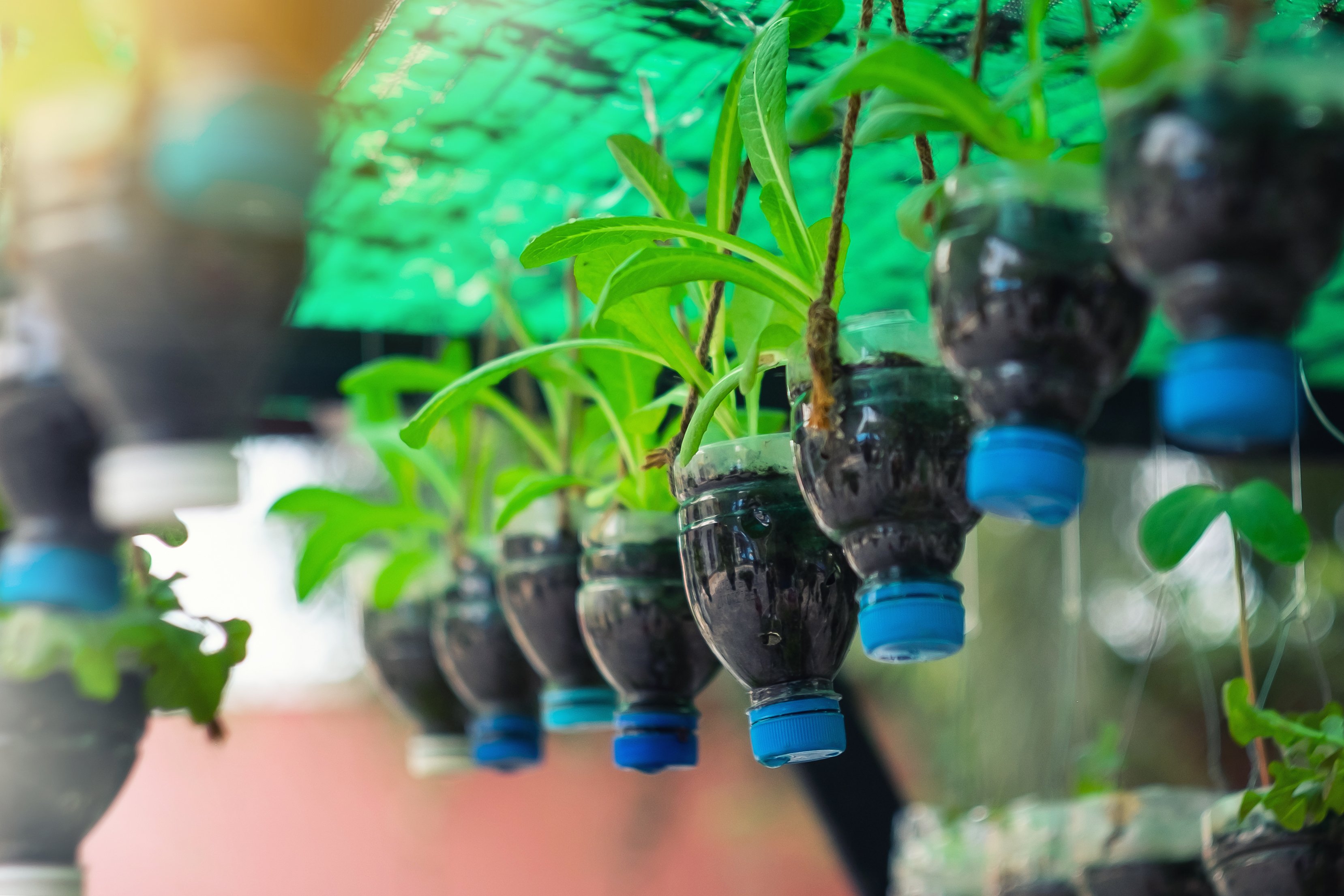 Plants in pots made from plastic soda bottles hang in a nursery.