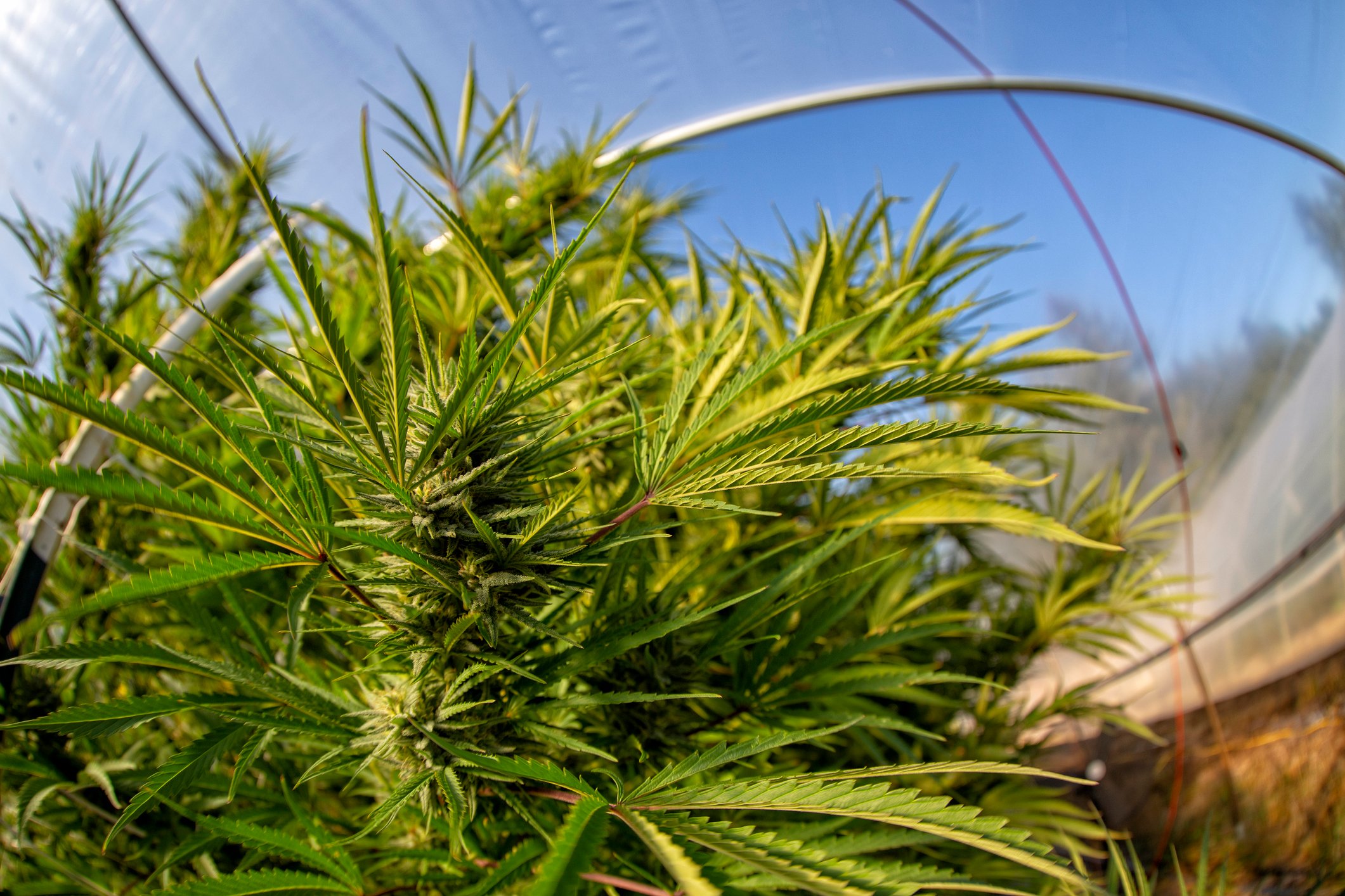 Marijuana plant growing in a greenhouse