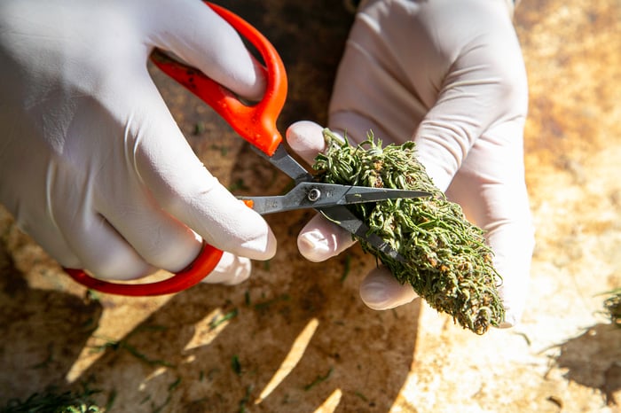 Gloved hand cutting a cannabis bud with a pair of orange scissors. 