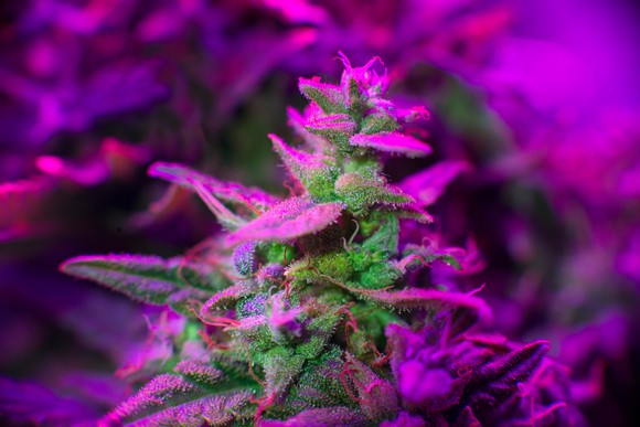 A marijuana plant growing under a purple light.