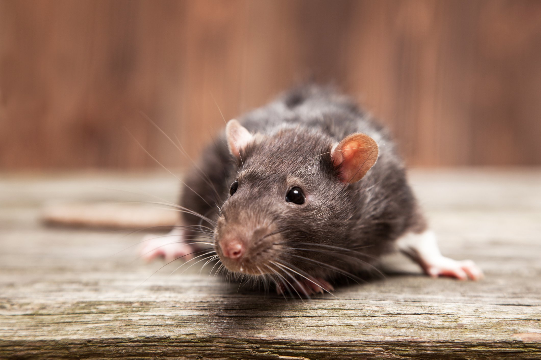 A close-up of a rat