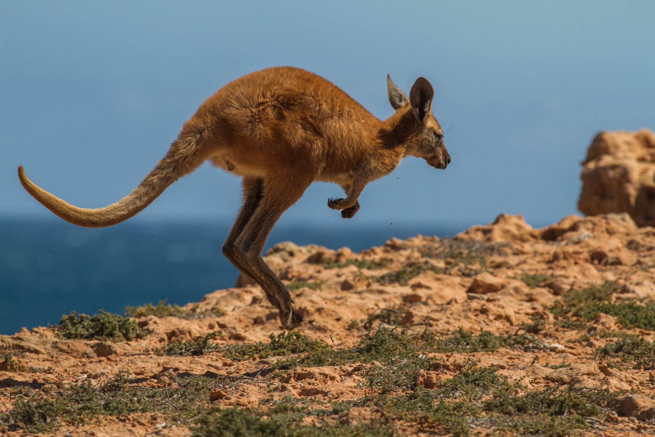 A kangaroo hopping near the sea.