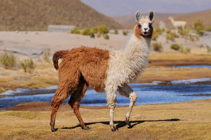 A half brown, half white llama, standing in front of a body of water.