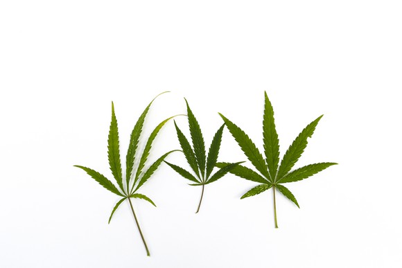 Three cannabis leaves against a white background