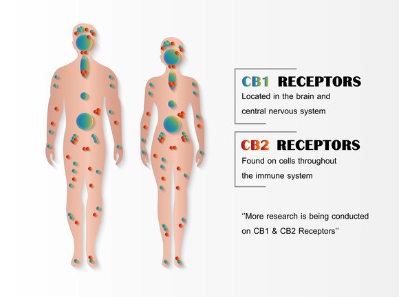 CB1 and CB2 Receptors role in body